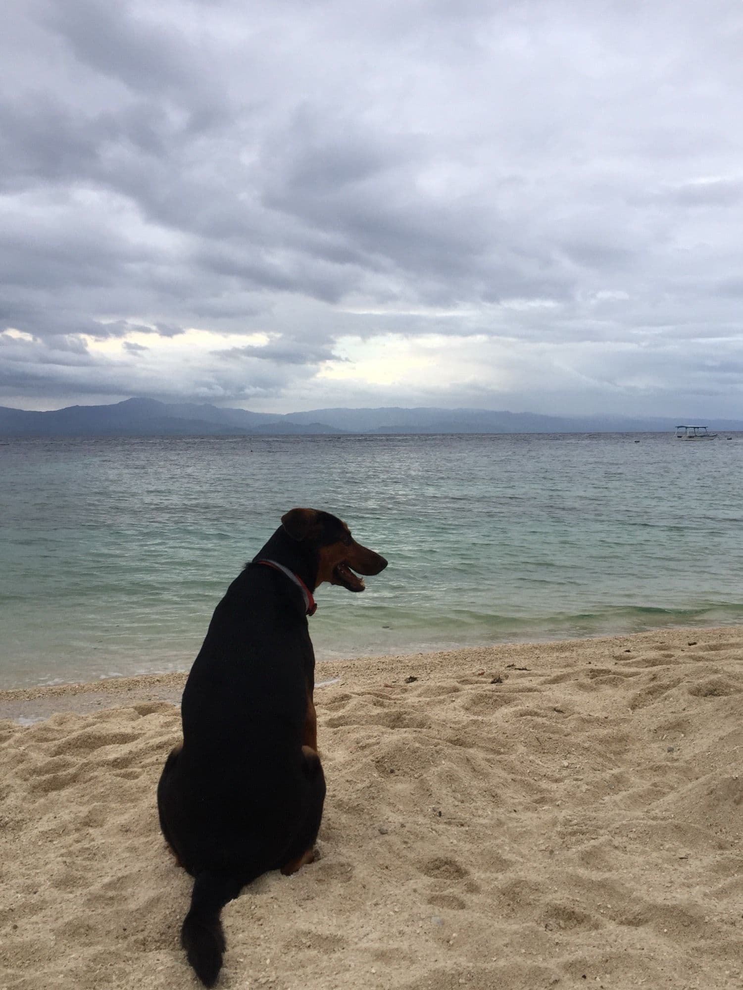 The resort dog watching the sea from the sand