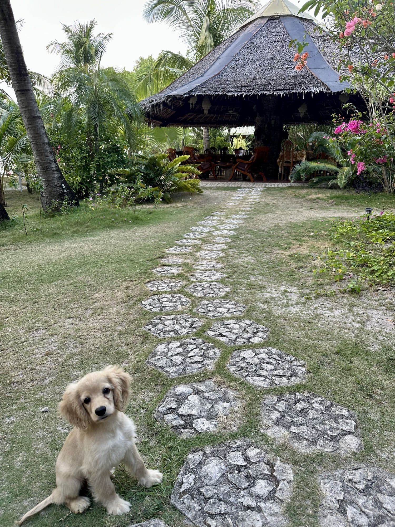 A puppy waiting on the garden path