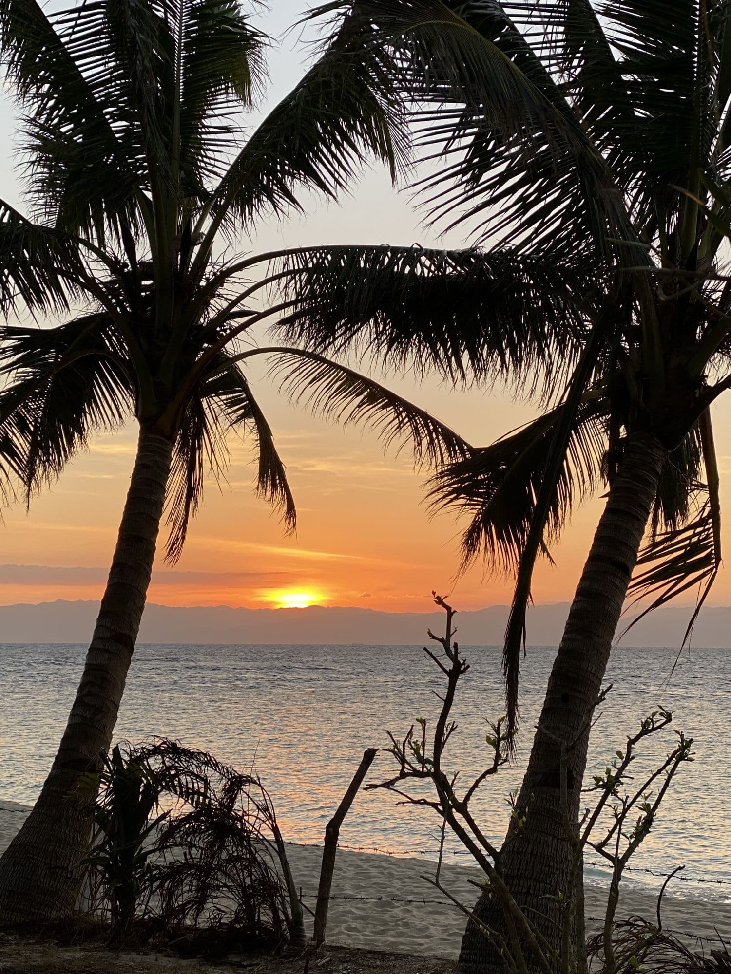 Palm silhouettes against a sunset over Tañon Strait