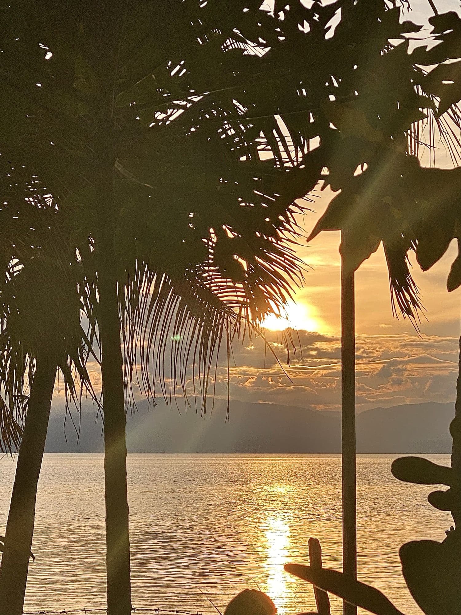 Sun setting through the palms over calm water