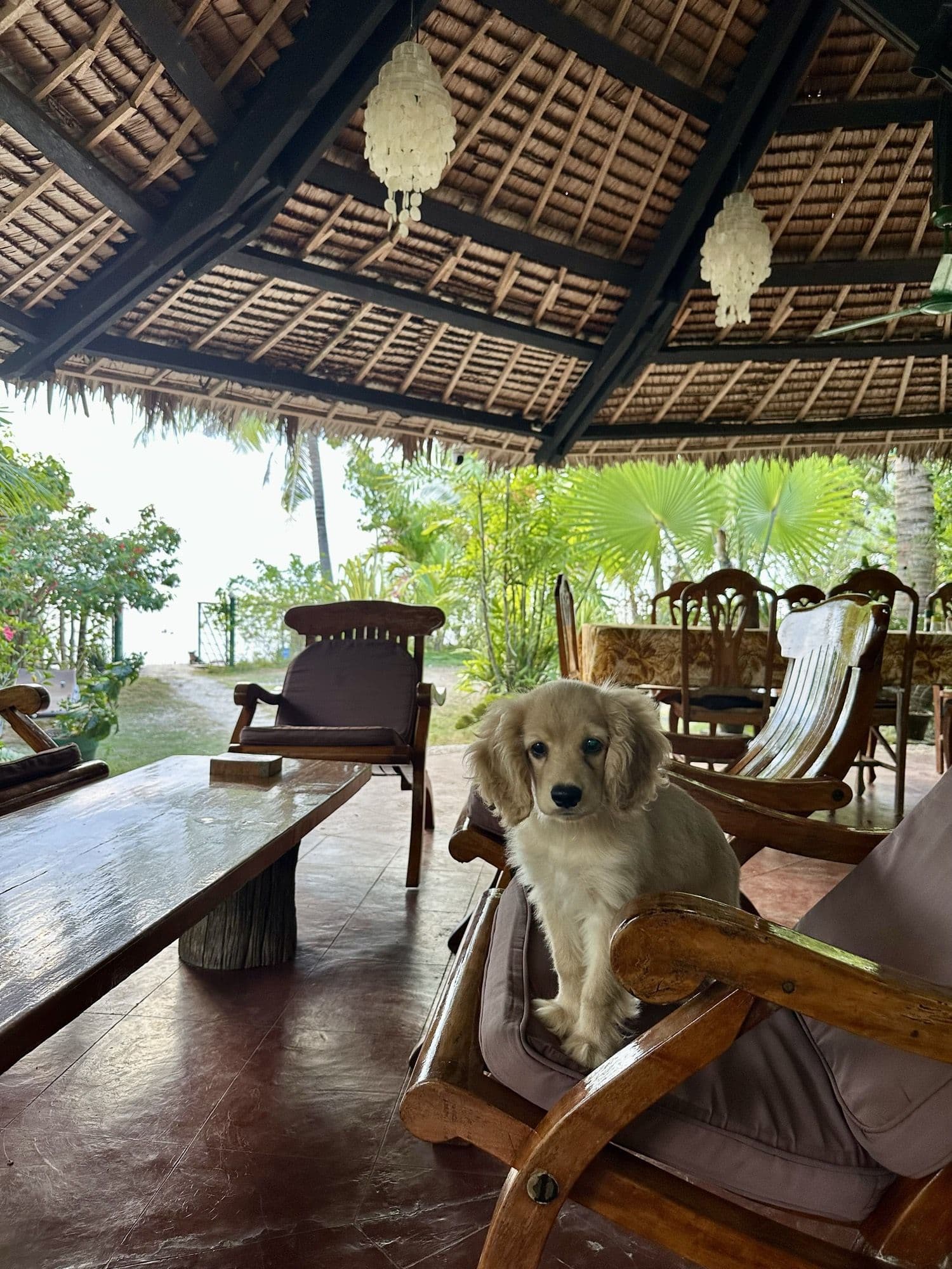 The resort dog on the terrace overlooking the sea